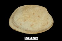 藏品(蝴蝶錦蛤)的圖片